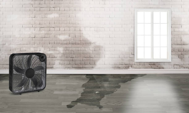 Best Mold removal after water damage  in Westchester, IL